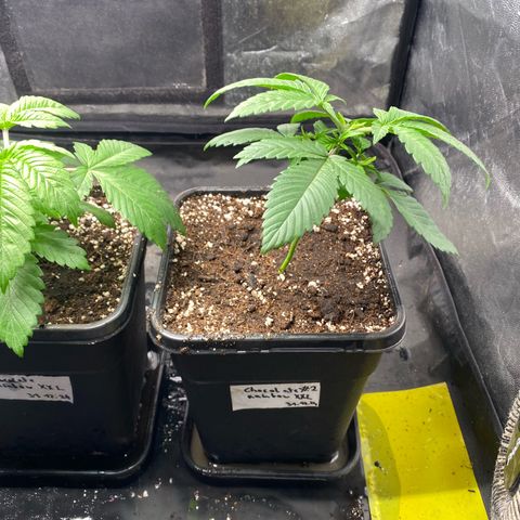 Chocolate Rainbow XXL  #2 growlog photo: 2.5L > 5L
