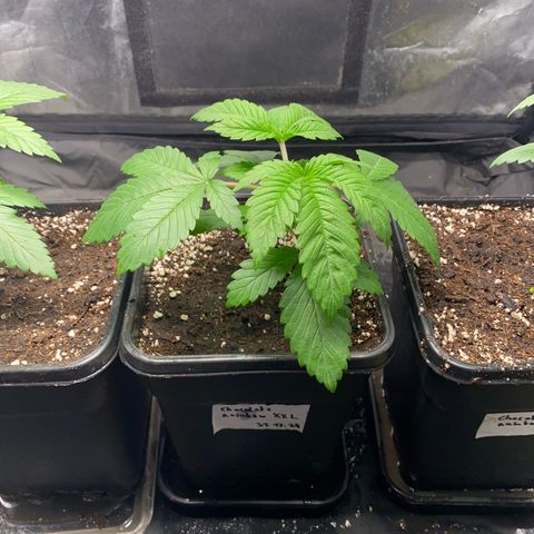 Chocolate Rainbow XXL  #1 growlog photo: 2.5L > 5L