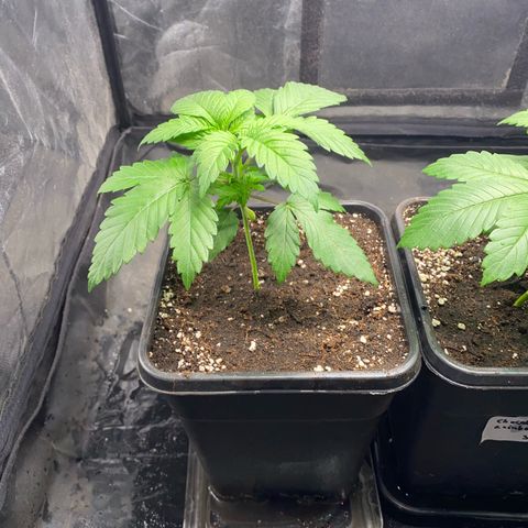 Ice Cool #1 growlog photo: 2.5L > 5L