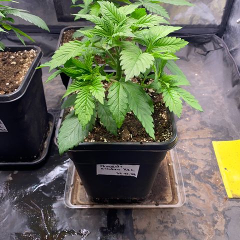 Chocolate Rainbow XXL  #1 growlog timeline photo