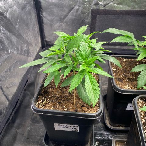 Chocolate Rainbow XXL  #2 growlog timeline photo