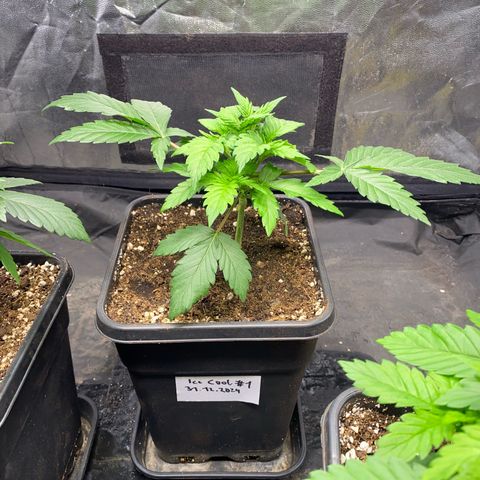 Ice Cool #1 growlog timeline photo