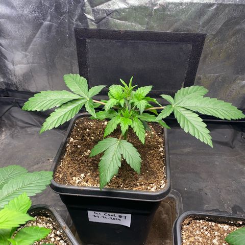 Ice Cool #1 growlog timeline photo