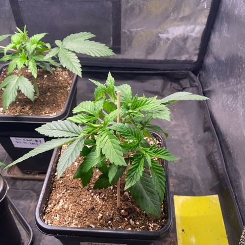 Chocolate Rainbow XXL  #2 growlog timeline photo