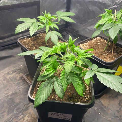 Chocolate Rainbow XXL  #1 growlog timeline photo