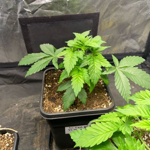 Ice Cool #1 growlog timeline photo