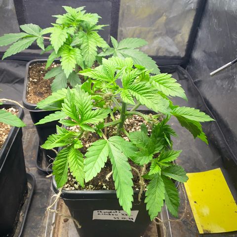 Chocolate Rainbow XXL  #1 growlog photo: LST Trained