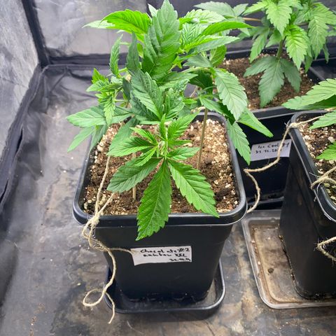 Chocolate Rainbow XXL  #2 growlog photo: LST Trained