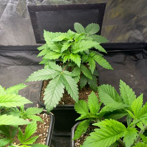 Ice Cool #1 growlog timeline photo