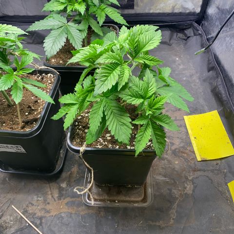 Chocolate Rainbow XXL  #1 growlog timeline photo