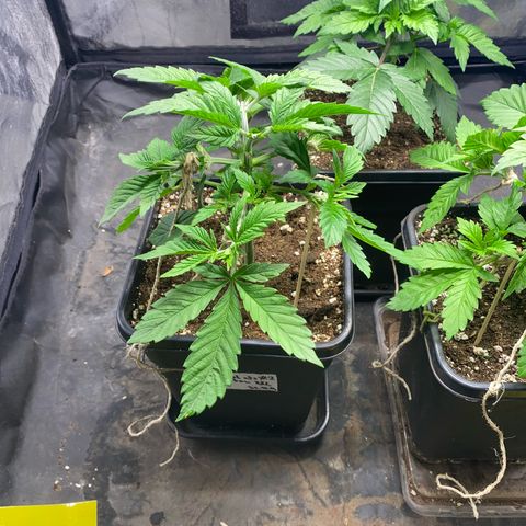 Chocolate Rainbow XXL  #2 growlog timeline photo