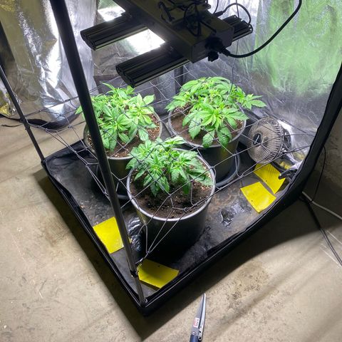 Chocolate Rainbow XXL  #2 growlog timeline photo