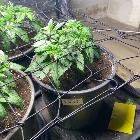 Ice Cool #1 growlog timeline photo