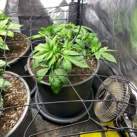 Chocolate Rainbow XXL  #1 growlog timeline photo