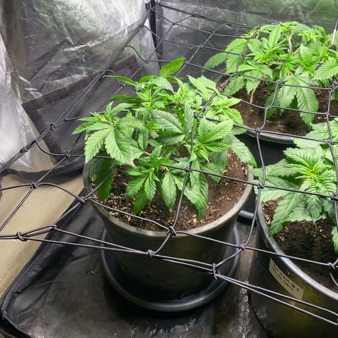Chocolate Rainbow XXL  #2 growlog timeline photo