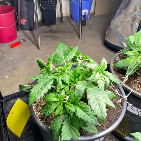 Ice Cool #1 growlog timeline photo