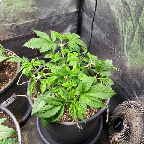 Chocolate Rainbow XXL  #1 growlog timeline photo