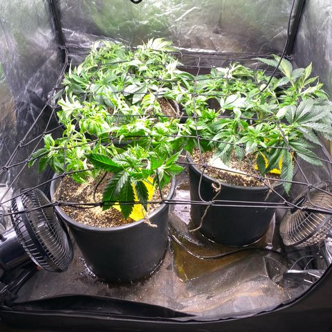 Chocolate Rainbow XXL  #2 growlog timeline photo