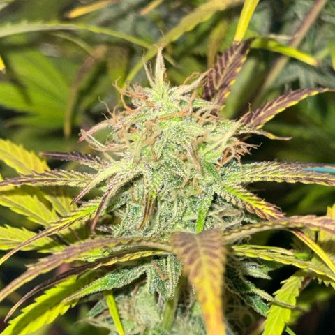 Easy Bud growlog timeline photo
