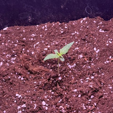 Easy Bud growlog timeline photo