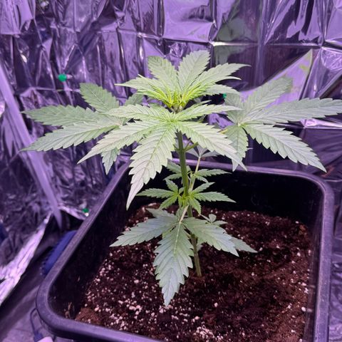 Easy Bud growlog timeline photo