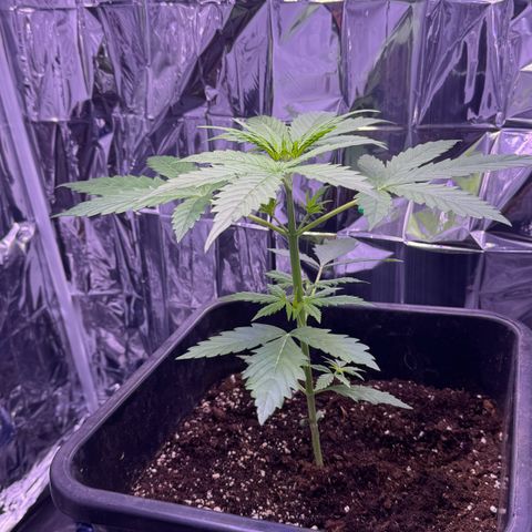 Easy Bud growlog timeline photo