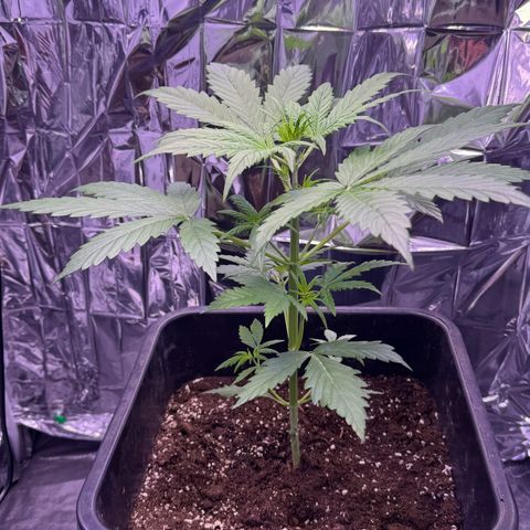 Easy Bud growlog timeline photo