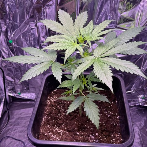 Easy Bud growlog timeline photo