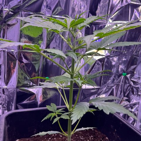 Easy Bud growlog timeline photo