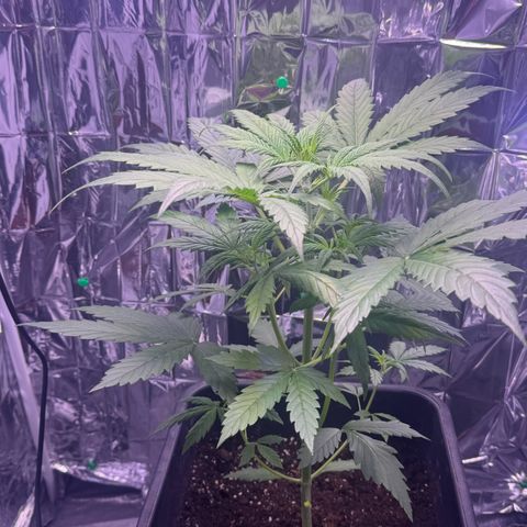 Easy Bud growlog timeline photo