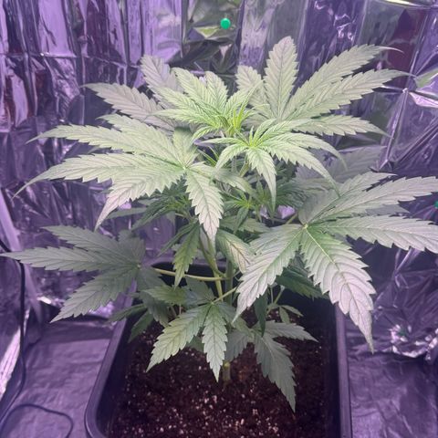 Easy Bud growlog timeline photo