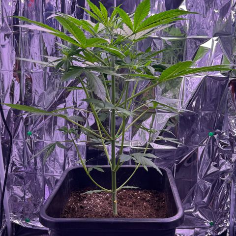 Easy Bud growlog timeline photo