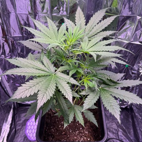 Easy Bud growlog timeline photo