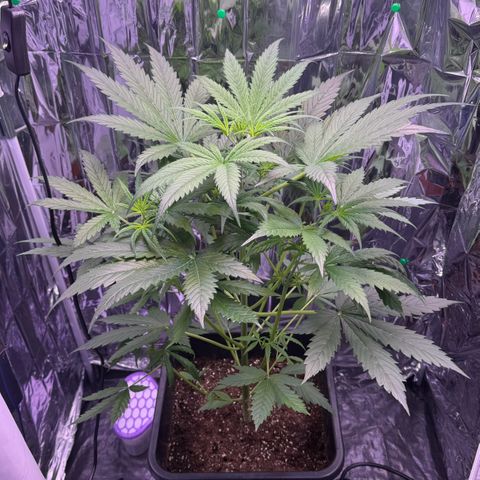Easy Bud growlog timeline photo