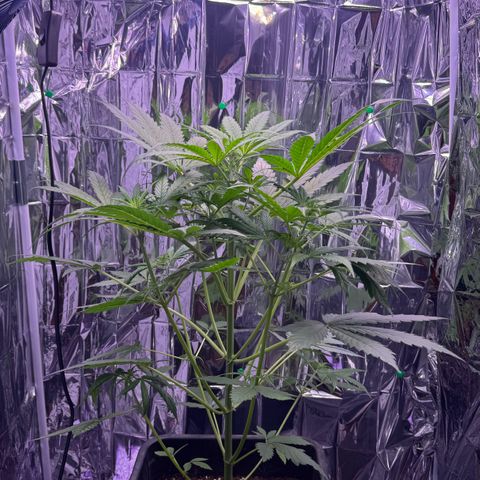 Easy Bud growlog timeline photo