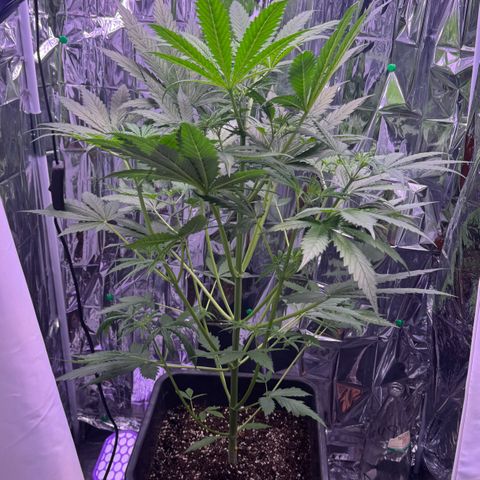 Easy Bud growlog timeline photo