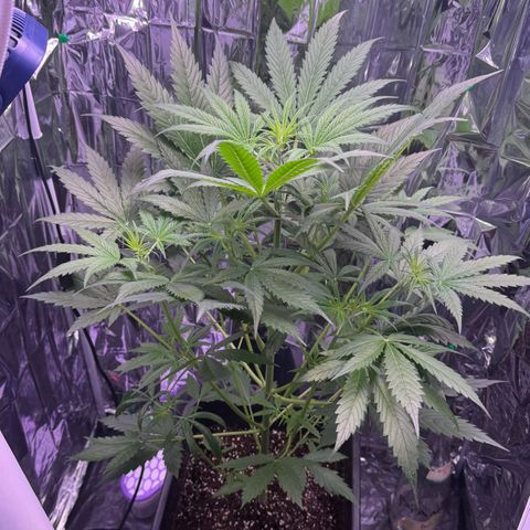 Easy Bud growlog timeline photo
