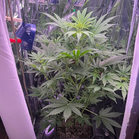 Easy Bud growlog timeline photo