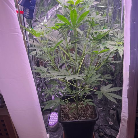 Easy Bud growlog timeline photo