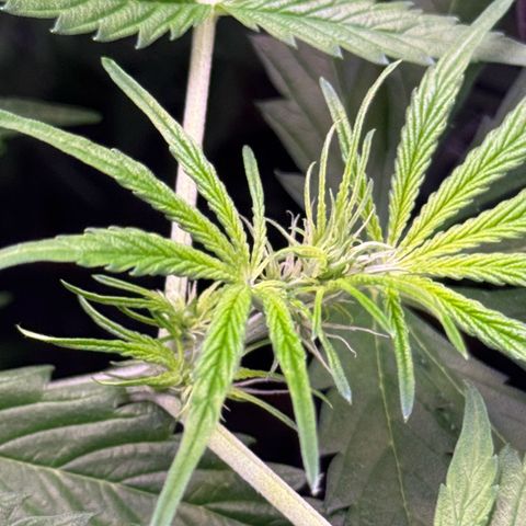 Easy Bud growlog timeline photo