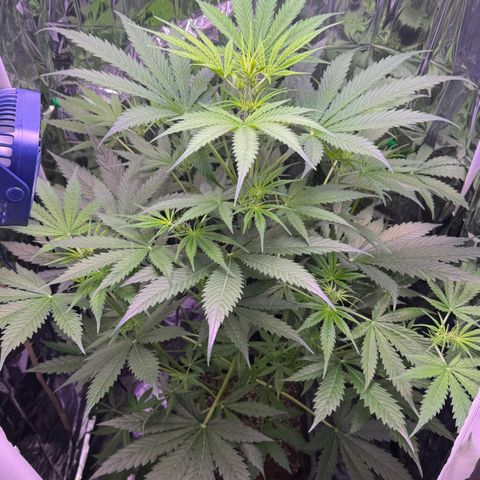 Easy Bud growlog timeline photo