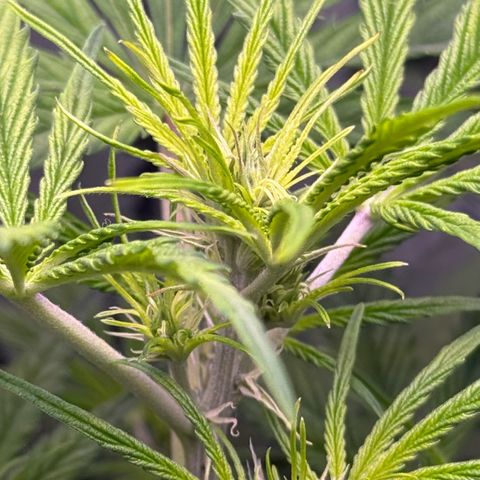 Easy Bud growlog timeline photo