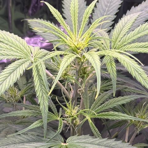 Easy Bud growlog timeline photo