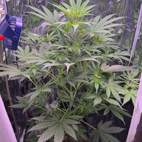 Easy Bud growlog timeline photo