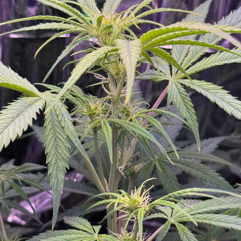 Easy Bud growlog timeline photo