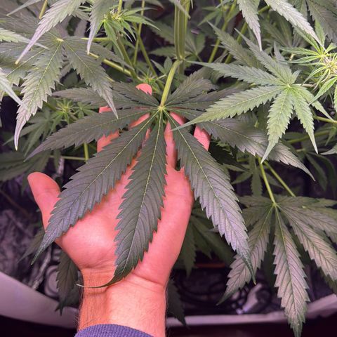 Easy Bud growlog timeline photo