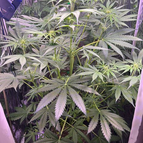 Easy Bud growlog timeline photo