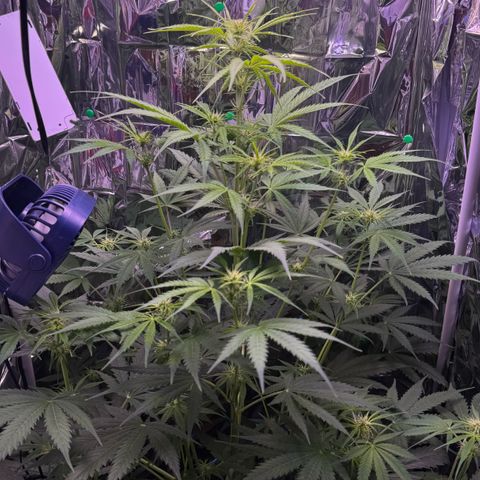 Easy Bud growlog timeline photo