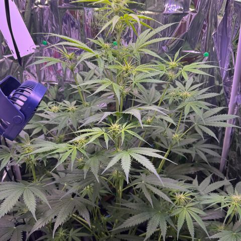 Easy Bud growlog timeline photo