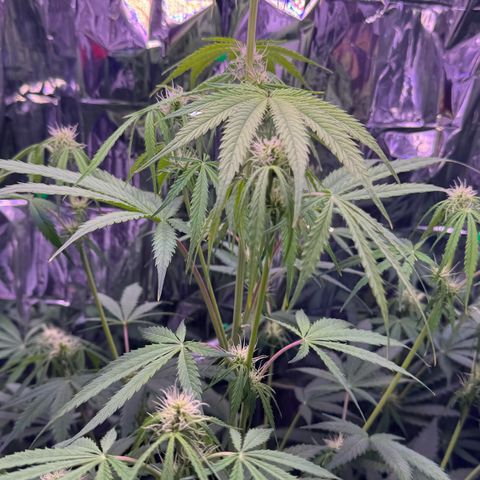 Easy Bud growlog timeline photo